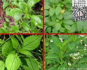 敗醬草種子價(jià)格、圖片及種植技術(shù)全解析——江蘇沭陽長景園林苗木場專業(yè)指南