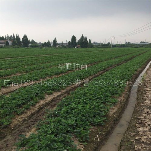 草莓苗紅顏大型草莓育苗基地 育苗技術與種植咨詢全攻略
