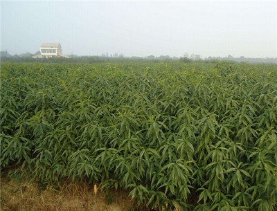 今秋錦繡黃桃苗價格與種植技術全解析
