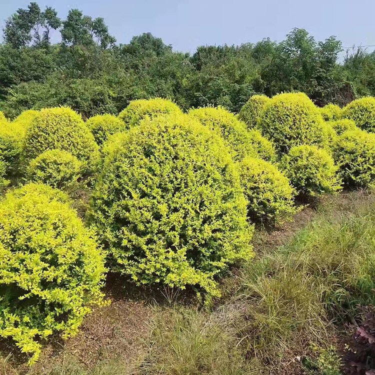 探秘湖南苗木基地 金森汝貞球的價格優勢與種植技術